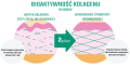collagen-hydrolysis-to-collagen-peptides-2-768x407 pl.png