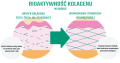 collagen-hydrolysis-to-collagen-peptides-2-768x407 pl 2.png
